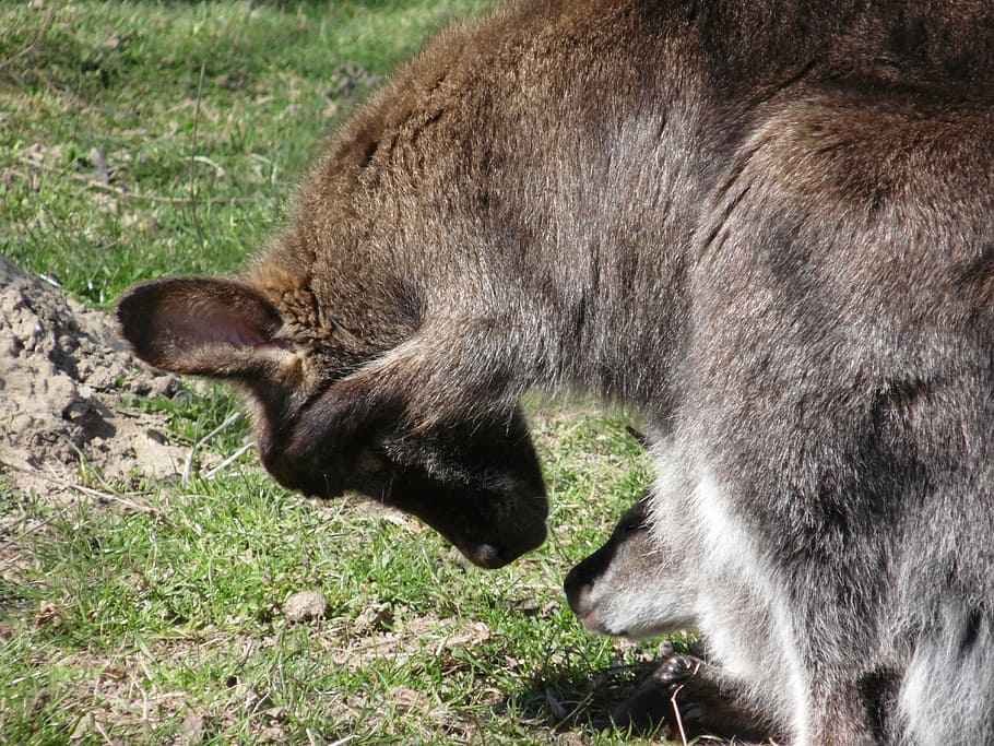 kangaroo, zoo, young, animal themes, mammal, one animal, grass HD wallpaper