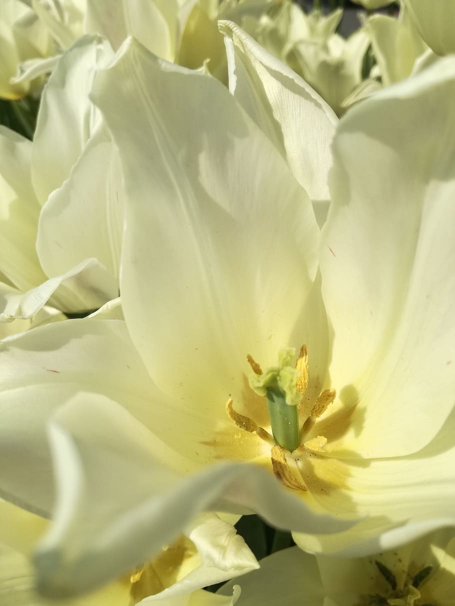 tulips, summer, flowering plant, beauty in nature, growth, freshness HD wallpaper