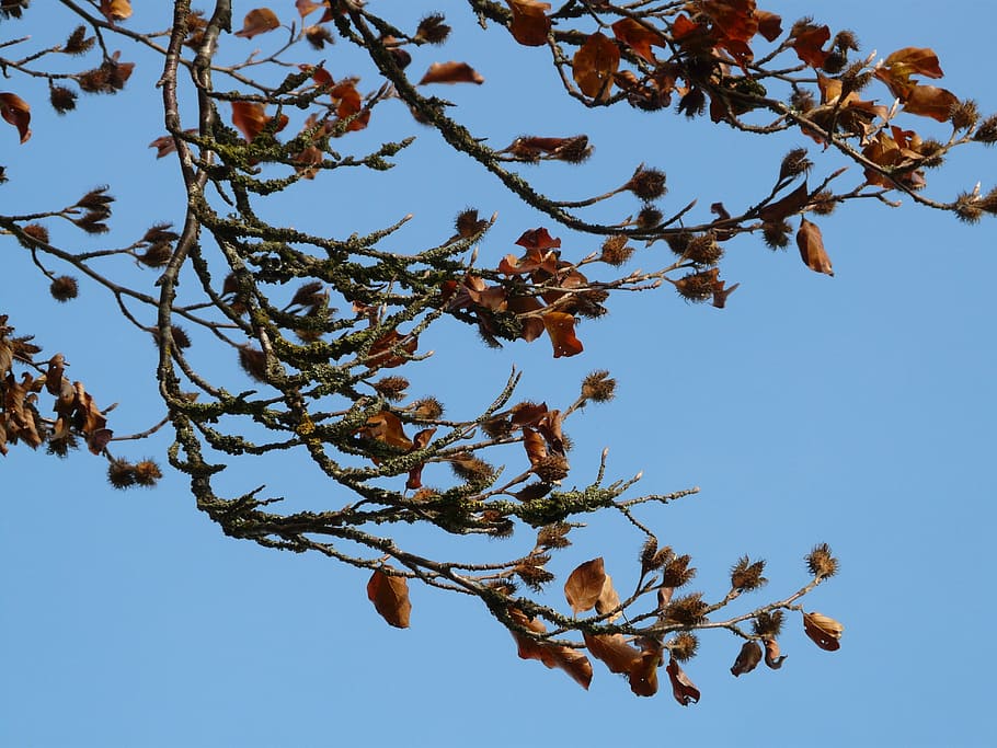 beechnut, achene, fruits, fagus sylvatica, red book, deciduous tree book HD wallpaper