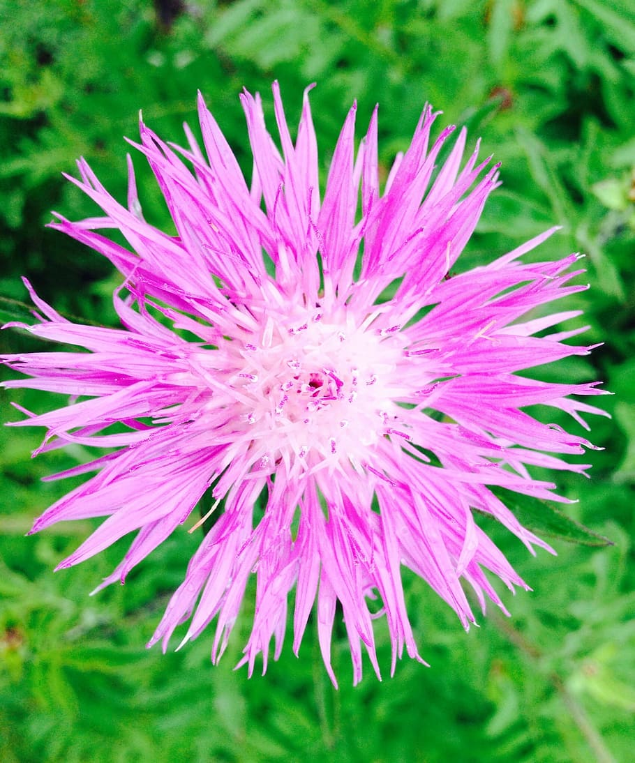 cornflower, purple, flowering plant, freshness, beauty in nature HD wallpaper