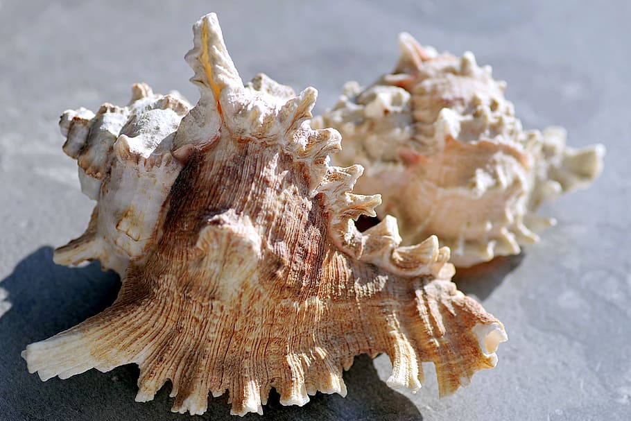 shells, holidays, sea, seashell, rock, ornament, year, exotic HD wallpaper
