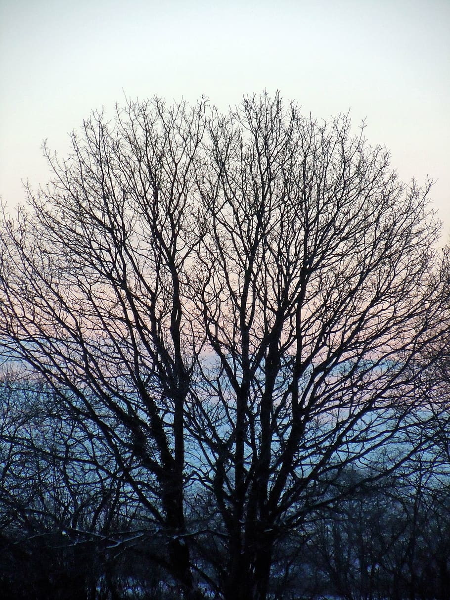 tree, sunrise, nature, bare tree, sky, plant, branch, low angle view HD wallpaper