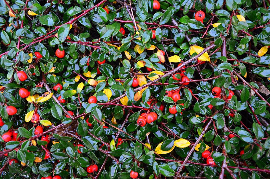 background, red, berries, green, leaves, bush, nature, leaf HD wallpaper