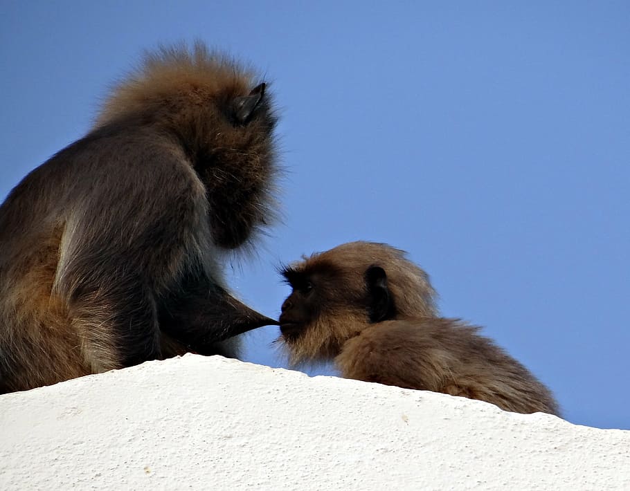 monkey, mom, suckling, baby, langur, hanuman langur, semnopithecus entellus, HD wallpaper