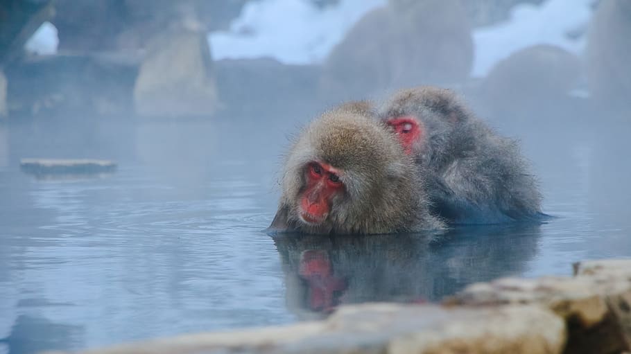 water, cute, lake, animals, animal photography, hairy, hot spring