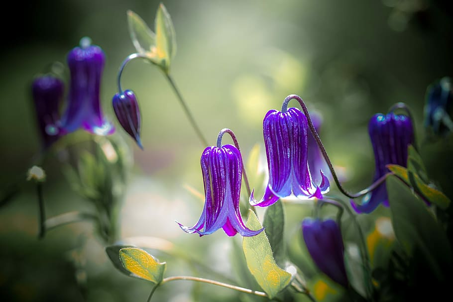 selective focus of purple bluebell flowers, nature, flora, garden, HD wallpaper