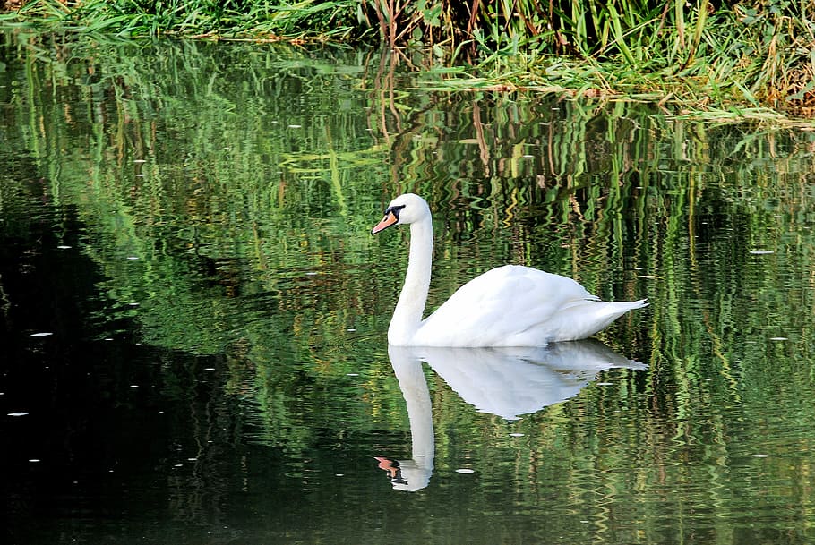 swan, white, elegance, reflection, water, plumage, lake, animals in the wild HD wallpaper