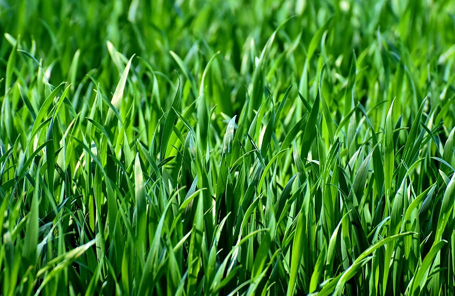 selective focus photography of green grass field, meadow, nature HD wallpaper