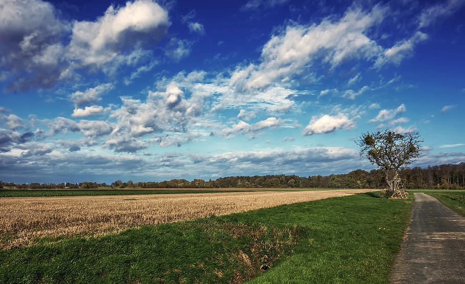 green field near road at daytime, panorama, nature, sky, grass HD wallpaper