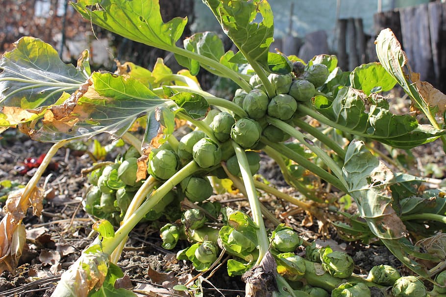 brussels sprouts, bed, vegetables, close, spring, sun, macro HD wallpaper