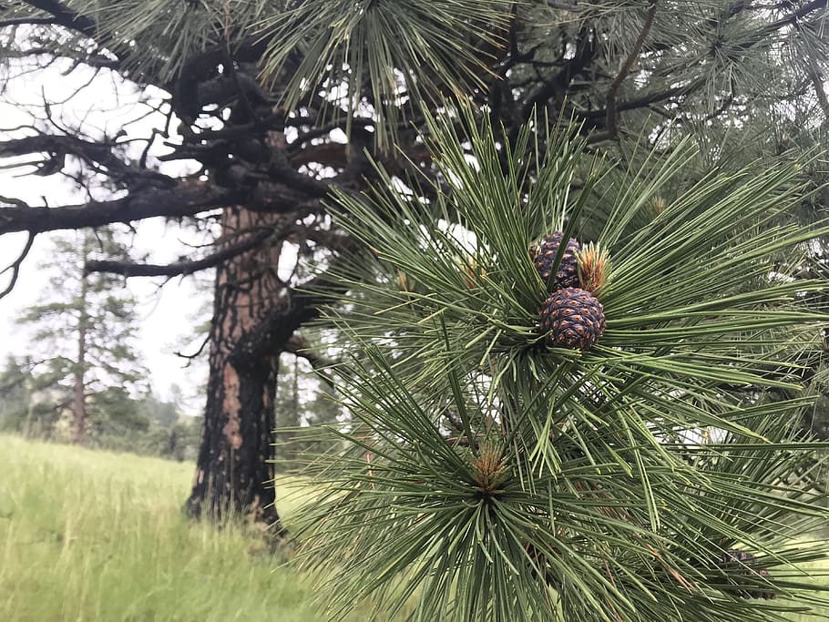 ponderosa pine, hell's canyon, tree, plant, growth, pine tree HD wallpaper