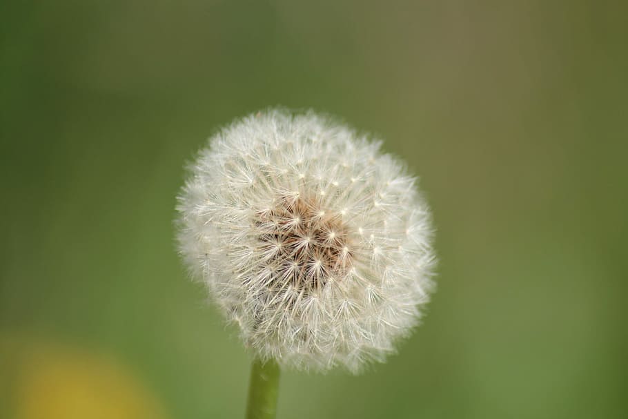 Dandelion, Macro, flower, nature, fragility, growth, flower head HD wallpaper