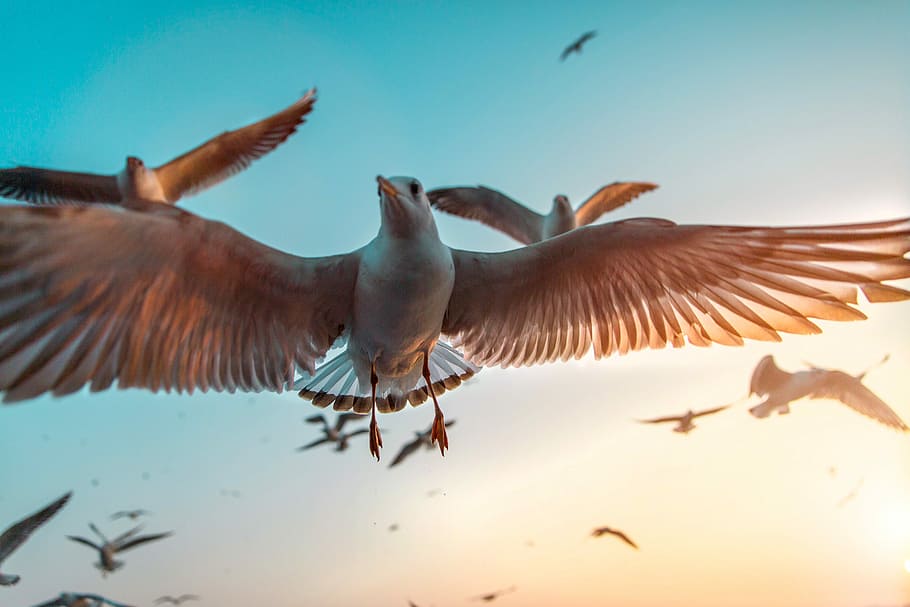 Seagle, low angle photo of flock of seagulls flying under blue sky, HD wallpaper