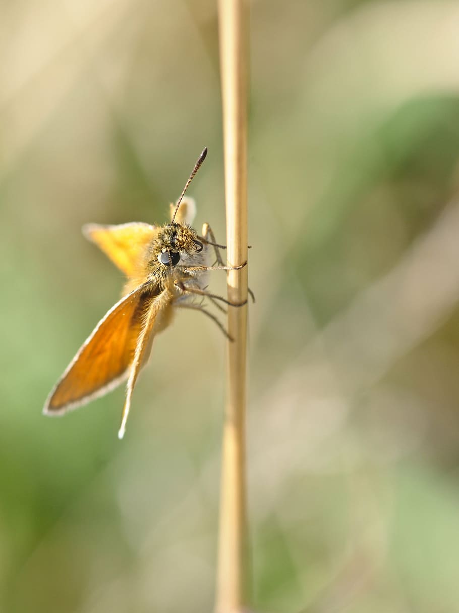 butterfly, insect, macro, invertebrate, close-up, animal wildlife HD wallpaper