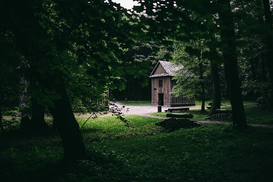 A walk through the forest, green, grass, leaves, trees, park HD wallpaper