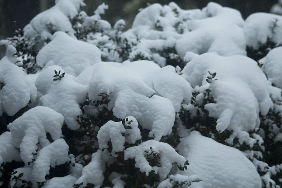 snow, winter, branches, snowy, cold temperature, no people HD wallpaper