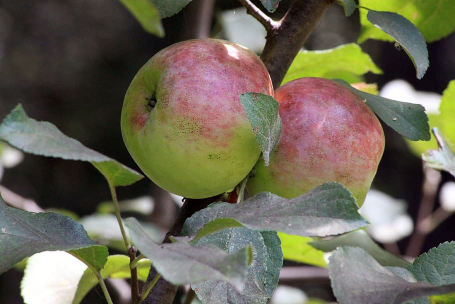 apple, fruit, leaves, leaf, red, green, organic, fresh, august HD wallpaper
