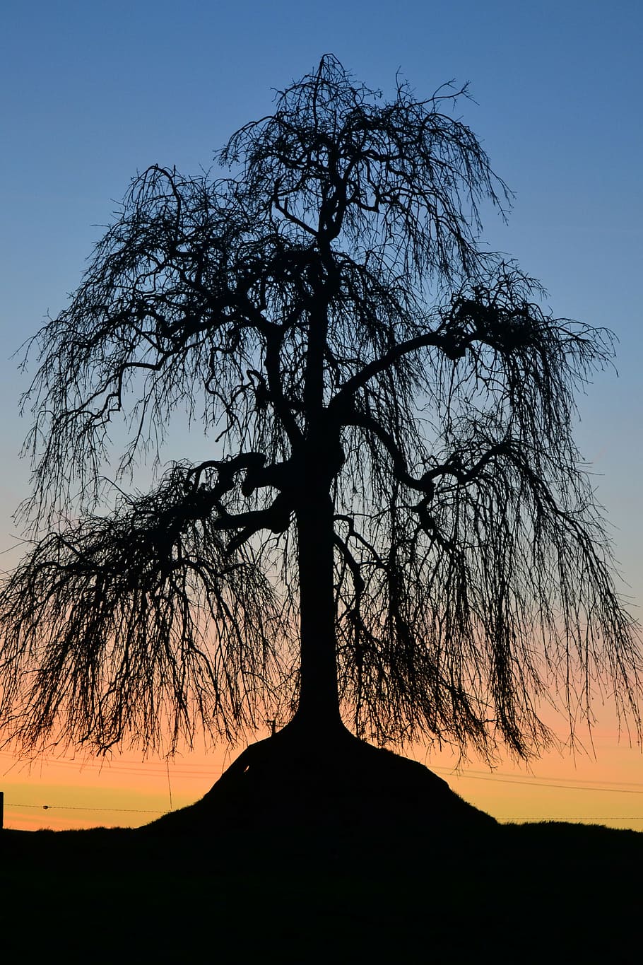 tree, sunset, nature, shadow, silhouette, back Lit, sky, plant HD wallpaper
