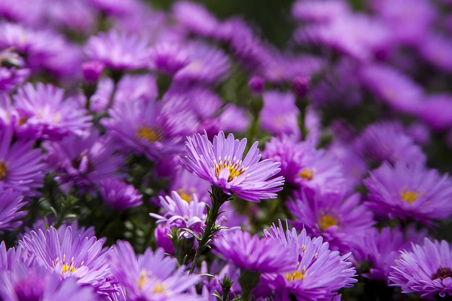 flower, nature, flowering plant, freshness, fragility, vulnerability HD wallpaper