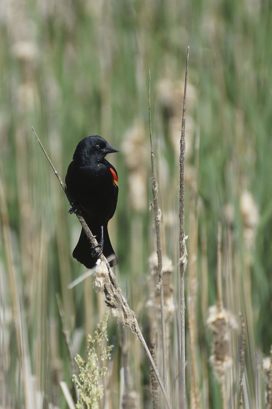 blackbird, red, wing, red-winged, marsh, reed, animal themes HD wallpaper