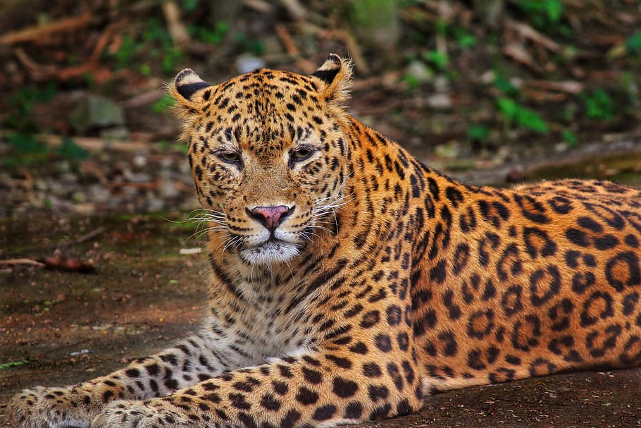 leopard lying on ground closeup photo, Jungle, Wildlife, Safari
