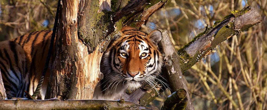 Bengal tiger surrounded by tree branches, predator, fur, beautiful HD wallpaper