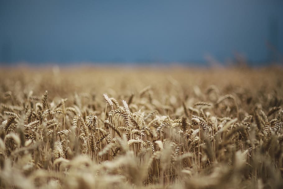 Golden grain, summer, field, wheat, countryside, agriculture, HD wallpaper