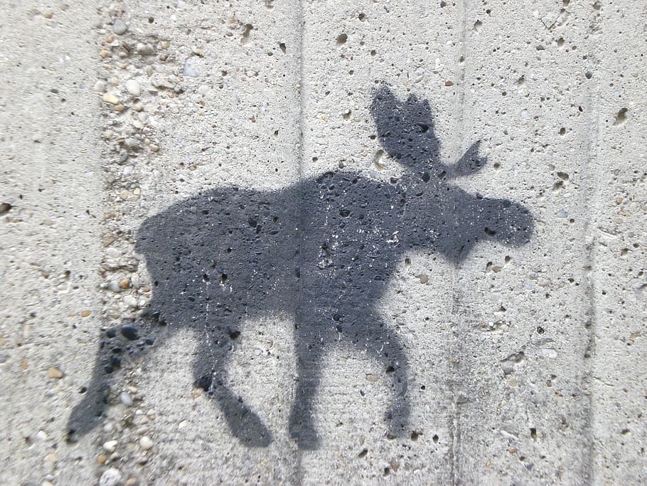 moose, wall, figure, shadow, sunlight, day, no people, high angle view HD wallpaper