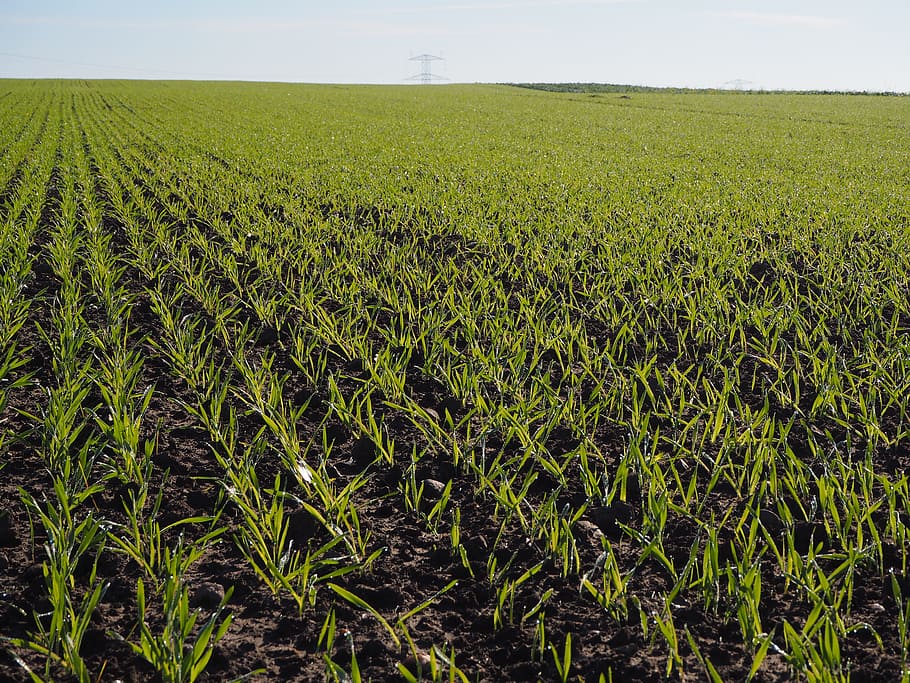 Wheat, Horizon, mark, agriculture, growth, field, crop, farm HD wallpaper
