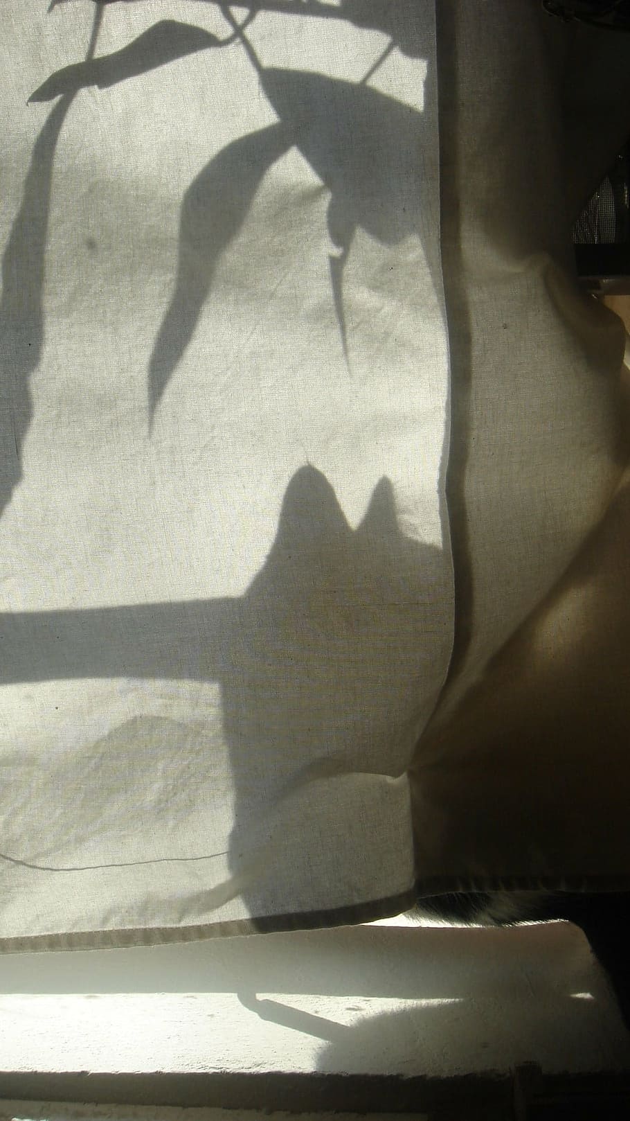 shadow, sun, cat, light, sunlight, nature, focus on shadow HD wallpaper