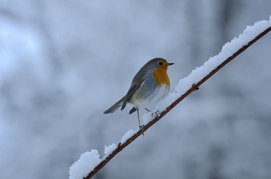rotbrüstchen, bird, winter, snow, cold, songbird, animal, one animal, HD wallpaper