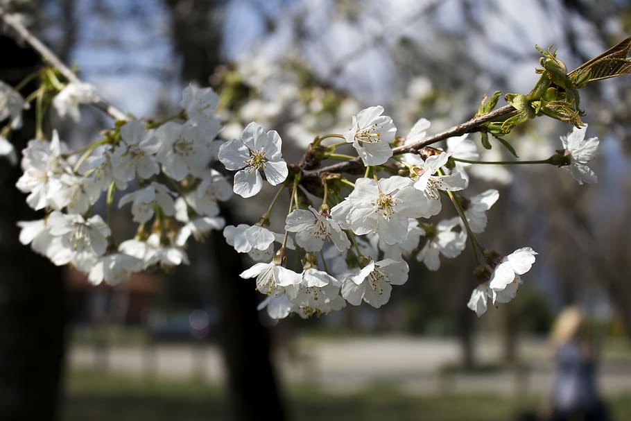 plant, spring, flower, green, nature, blossom, bloom, garden HD wallpaper