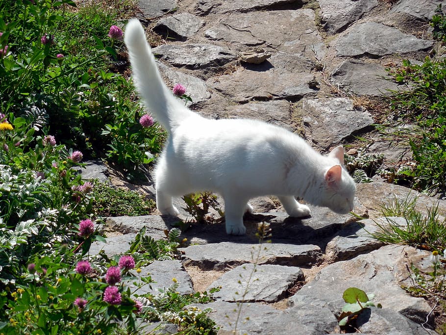 Cat, Curious, Tail, White, mieze, one animal, animal themes HD wallpaper