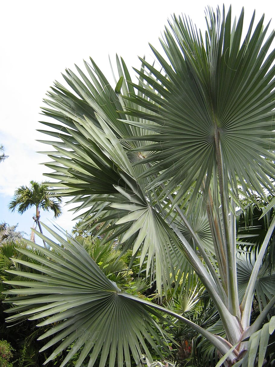 Foliage, Palm Trees, tropical, nature, travel, plant, vacation HD wallpaper