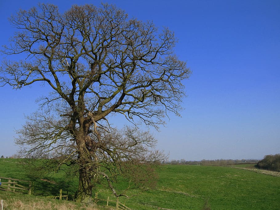 Tree, Nature, Landscape, sky, blue, summer, green, natural HD wallpaper
