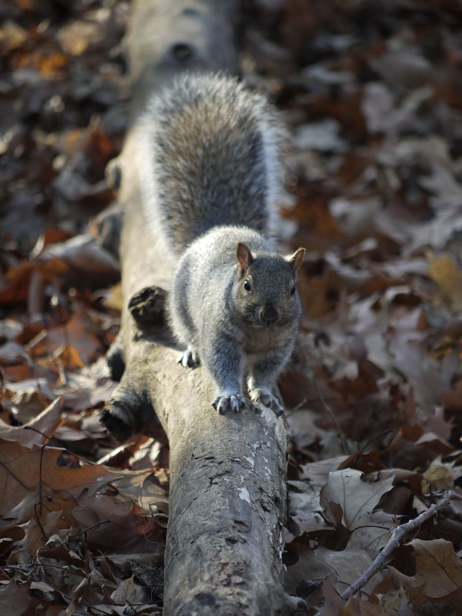 squirrel, fall, nature, animal, grey squirrel, animal themes HD wallpaper