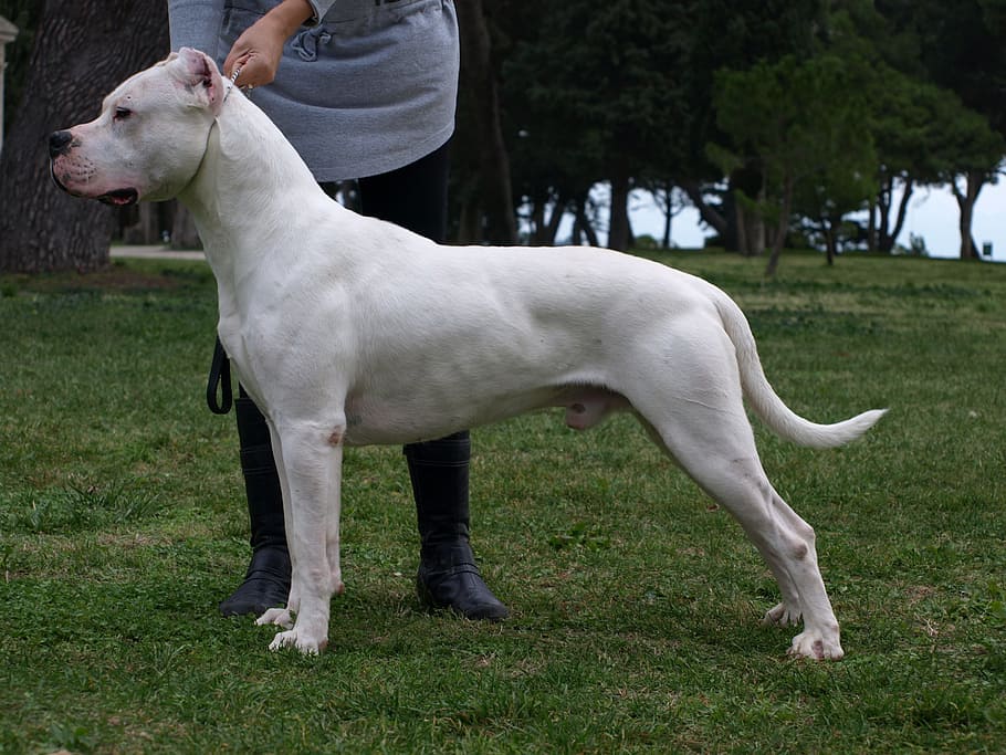 Dogo Argentino, Animal, pets, outdoors, purebred Dog, canine