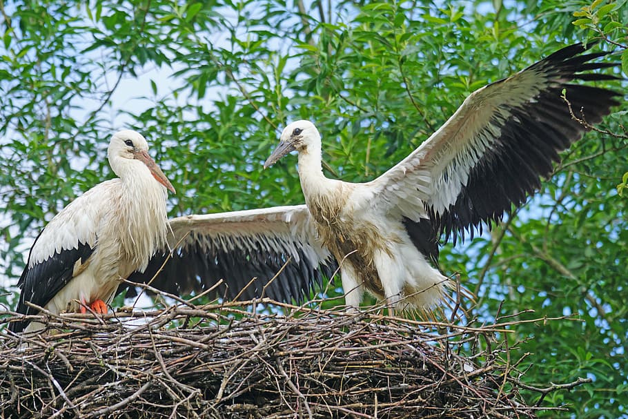 stork, adebar, rattle stork, white stork, young animal, storchennest, HD wallpaper