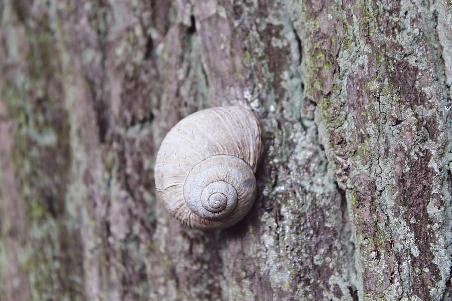 snail, tree, reptile, shell, nature, mollusk, animal, forest HD wallpaper