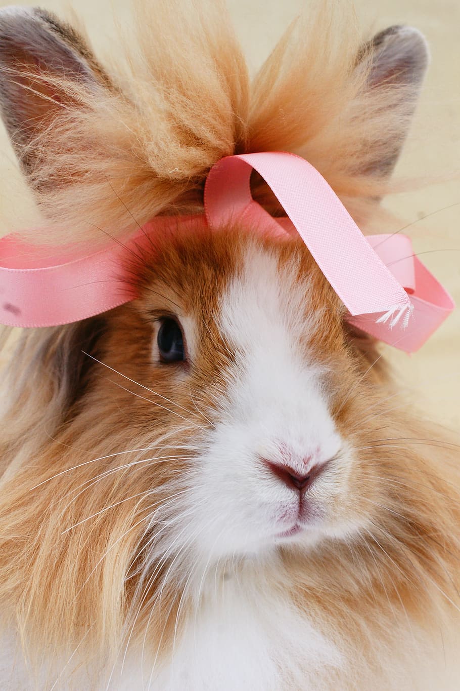 rabbit, ribbon, bunny, cute, portrait, lionhead, mammal, pets HD wallpaper