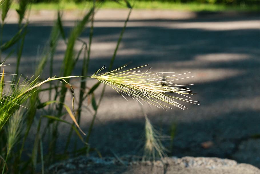 ear, away, roadside, summer, plant, nature, growth, focus on foreground HD wallpaper