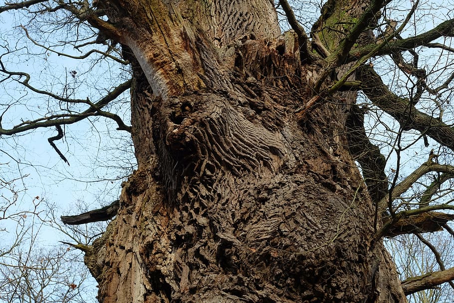 tree, old, miracle, nature, forest, environment, tree trunk HD wallpaper