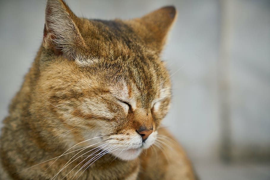 close-up of orange tabby cat, street, animal, cute, pets, nature, HD wallpaper