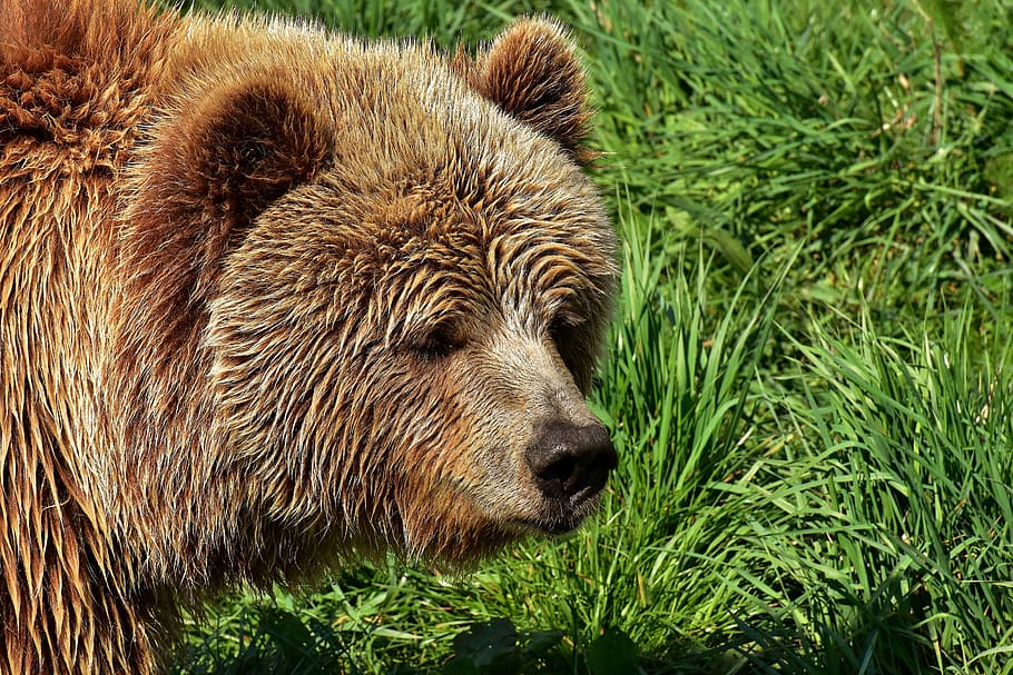 brown bear on green grass field, european brown bear, bright coat, HD wallpaper