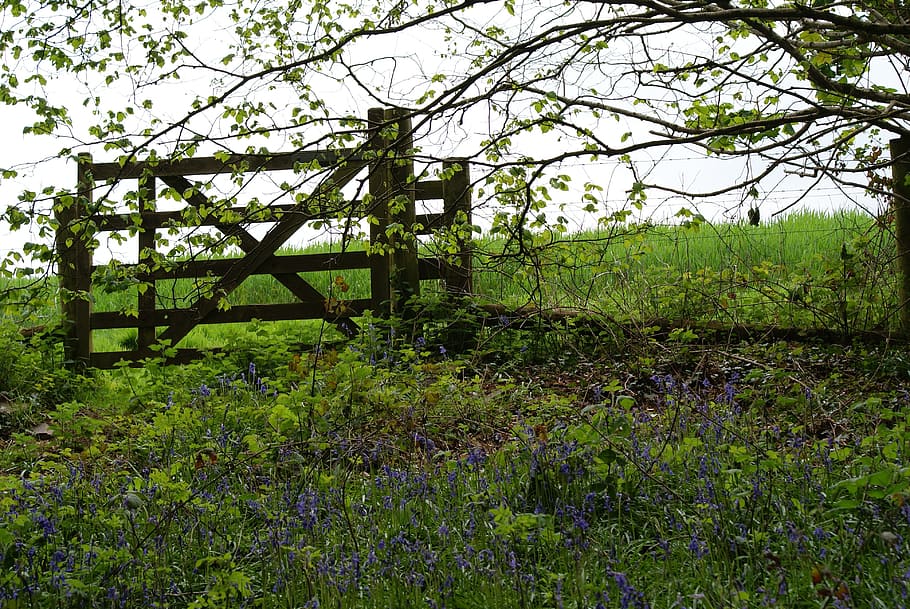 gate, field, walk, green, landscape, countryside, rural, outdoors HD wallpaper