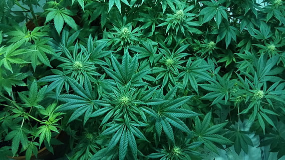 HD wallpaper: cannabis plant closeup photography, mmj, maryjane, marijuana - Wallpaper Flare