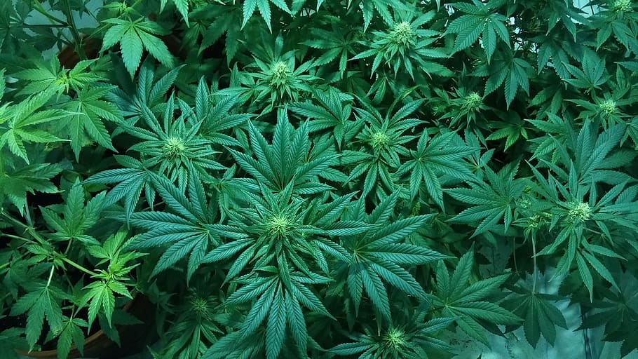 cannabis plant, marijuana, medical marijuana, weed, hydroponic, HD wallpaper