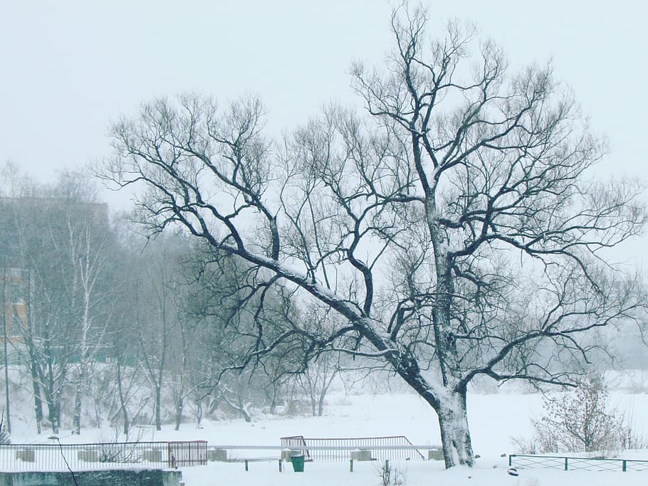 winter, park, tree, cold temperature, snow, plant, bare tree HD wallpaper
