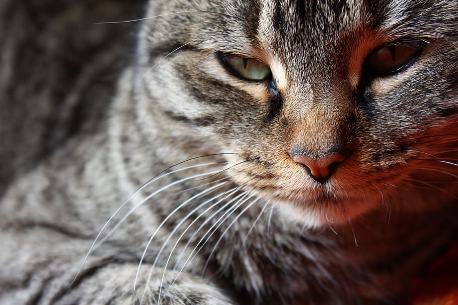 gata, cat, face, brindle, feline, pet, animals, mammals, one animal HD wallpaper