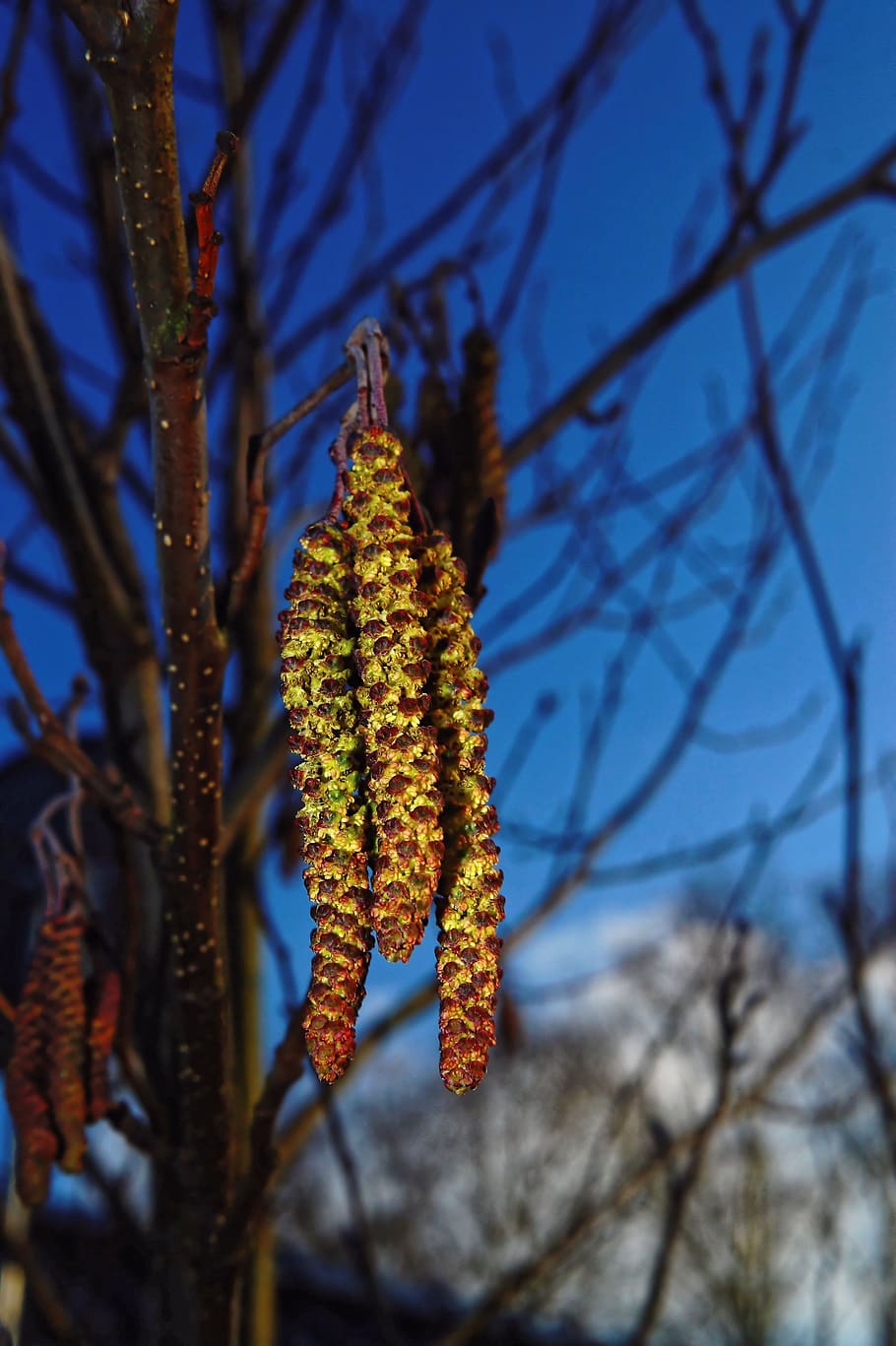 hazel, hazelnut kitten, spring, tender, branch, close, awakening HD wallpaper